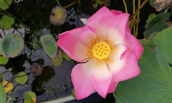 Trong điều kiện đủ sáng, máy cho khả năng bắt nét siêu nhanh. Chỉ cần nhấn nút chụp để bắt khoảnh khắc, mọi thông số kỹ thuật sẽ được A80 tự động căn chỉnh. Màu ảnh rực rỡ như đa số các máy Samsung khác.