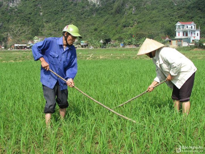 Bà con xã Kỳ Tân (huyện Tân Kỳ) tập trung làm cỏ sục bùn cho lúa xuân. Ảnh tư liệu: Cẩm Tú