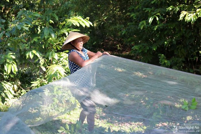 Vào đầu hè, khi quả trám đã lấp ló nơi cuống lá, những người buôn trám sẽ tỏa đi các huyện, lùng khắp các nhà có trám để đặt mua. Khi đã thỏa thuận được với chủ nhà về giá cả, họ đặt lại một ít tiền cọc làm tin, từ vài ba trăm nghìn đến vài triệu đồng, chờ trám chín đến thanh toán rồi thu hoạch. Mỗi cây trám trưởng thành sai quả được bán “non” với giá khoảng vài triệu đồng thậm chí có cây 10 – 15 triệu đồng. Bà Nguyễn Thị Nhị - một người buôn trám lâu năm ở xã Thanh Tiên cho biết: Trám năm nay mất mùa, sản lượng chỉ được 2/3 năm ngoái, nhiều cây chỉ lơ thơ quả. Tuy nhiên, quả thưa thì trám đẹp, to và béo. Trong ảnh: Thu hoạch trám những nơi địa hình cheo leo có thể giăng lưới để hứng. Khi gặp nắng trám thường chín mềm tại chỗ nên phải thu cất nhanh.