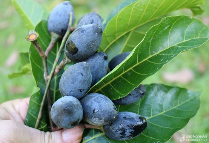 Quả trám nhỏ, lúc mới đậu quả có màu xanh, khi chín chuyển thành màu đen bọc một lớp bụi phấn trắng. Từ tháng 7 đến tháng 9 là mùa thu hoạch trám đen.