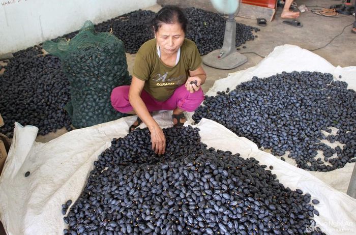 Trám Thanh Chương được tiêu thụ rộng rãi trong và ngoài tỉnh. Năm nay trám hiếm, các điểm thu mua trám trong huyện đều nhập với giá cao, trên dưới 75 nghìn đồng/kg, còn giá trám bán lẻ ở các chợ, dao động từ 80 - 90 nghìn đồng/kg, cao hơn 15-20 ngàn đồng/kg so với năm ngoái. Đây là vụ trám mất mùa nhưng “đội giá” nhất từ trước đến nay.