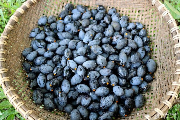 Đặc sản trám đen Thanh Chương với ưu điểm quả đẹp, chất lượng thơm ngon, là thực phẩm sạch, có thể chế biến thành nhiều món ăn hấp dẫn như trám om, trám xào, xôi trám... được nhiều người ưa chuộng.