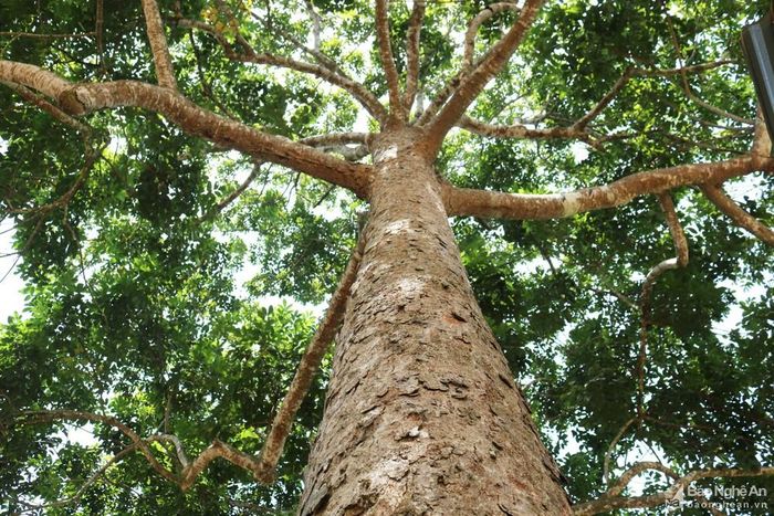 Tuy diện tích trồng trám lai đang ngày một tăng, nhưng cây trám cho quả chủ yếu hiện nay là trám tự nhiên, mọc trong vườn, rừng với đặc điểm thân cây cao lớn hàng chục mét, tập trung ở các xã như Cát Văn, Thanh Nho, Hạnh Lâm, Thanh Đức, Thanh Lâm, Thanh Tùng... Hàng năm sản lượng trám quả thu hoạch trong huyện khoảng vài trăm tấn.