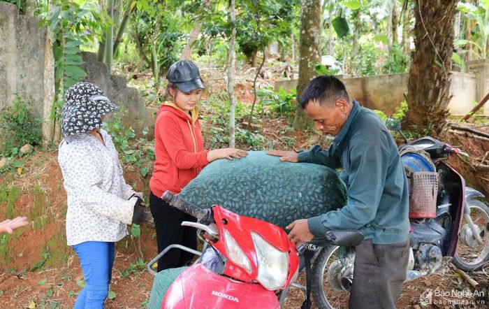 Mỗi mùa trám đến, các địa phương có trám thường hình thành đội ngũ đi hái trám thuê hoặc họ cũng là những lái buôn kiêm nghề trèo trám.