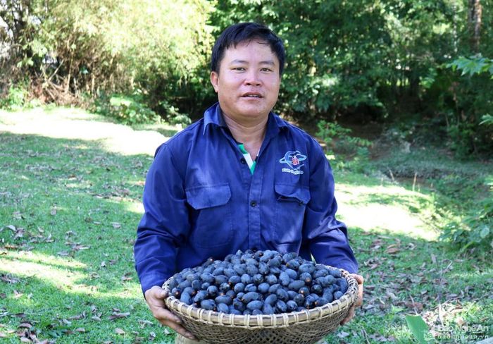 Do thu hoạch trám lâu năm không mấy dễ dàng, nên hầu hết các chủ trám đều bán cho lái buôn, chỉ một số ít nhà “giữ cây” để hái bán. Một người dân xã Thanh Lâm cho biết: Hai cây trám của gia đình năm ngoái bán 10 triệu đồng, năm nay ít quả, chỉ bán được 4 triệu đồng.