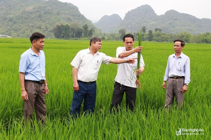 Chủ tịch UBND xã Châu Cường (Quỳ Hợp) Lưu Xuân Điểm cùng cán bộ xã khảo sát giống lúa mới của bà con nông dân. Ảnh tư liệu Phương Thúy