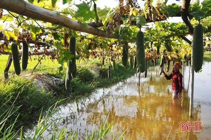 Bên cạnh cây lâu năm, rau màu trồng trên đất lúa cũng cho thu nhập cao.
