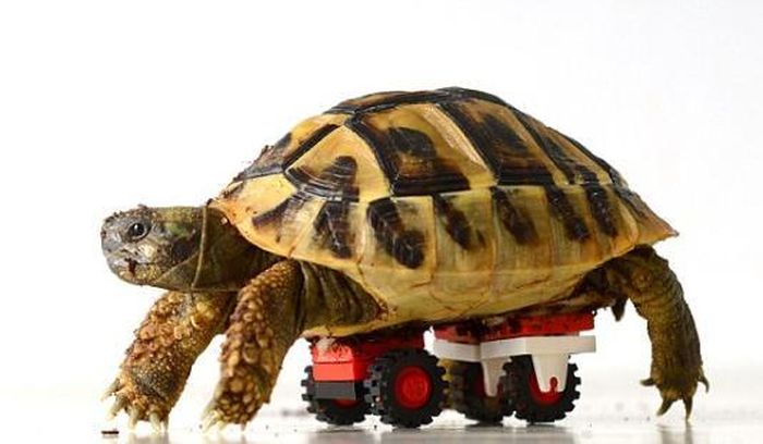 Blade là một chú rùa nhưng không may bị thoái hóa chân liệt bởi cái mai của chú quá nặng.