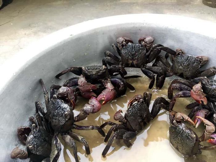 Dễ ghiền!, phần thịt bắp que ba khía ngọt đậm chân phương.