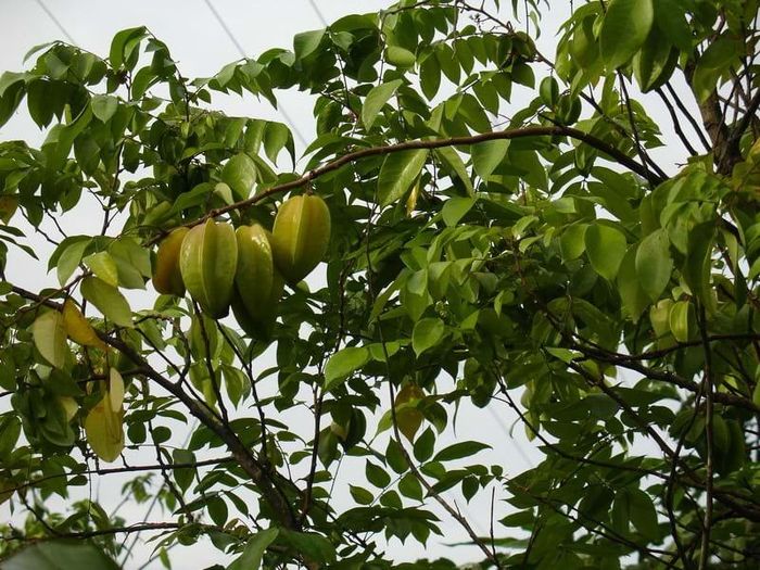 Lủng lẳng khế chua cho ba khía… “chết thèm”!