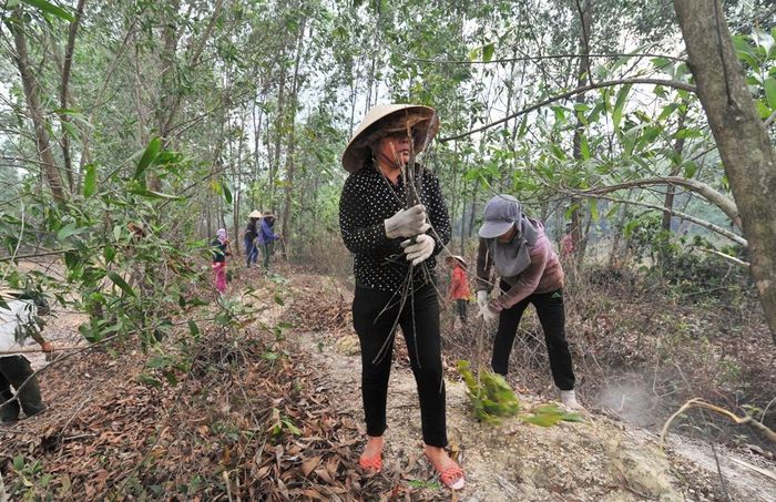 Ở rừng keo tràm khác cách điểm cháy thứ hai chừng 300m, hàng chục người dân đang khẩn trương thu gom rác khô...