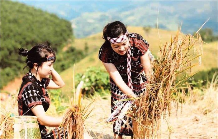 Nếp than là đặc sản vùng cao A Lưới. Ảnh: K.T