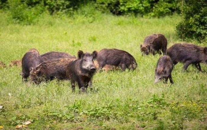 Lợn rừng mang mầm mống virus DTLCP. (Ảnh: Porkbusiness)