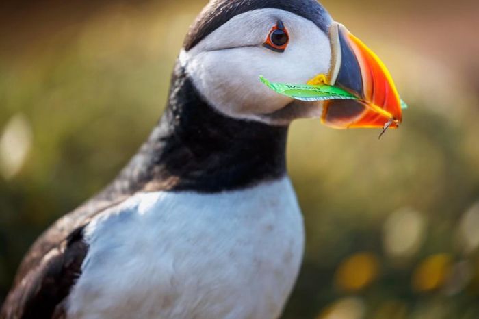 Chim hải âu cổ rụt lấy mảnh rác ni lông để làm tổ ở Skomer, Xứ Wales. (Nguồn Guardian)