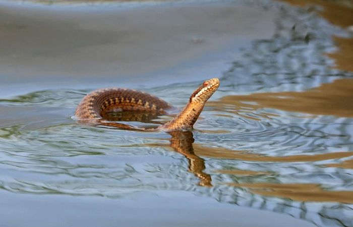 Rắn lục bơi dưới nước trong khu bảo tồn thiên nhiên Hickling ở Norfolk, Anh. (Nguồn Guardian)