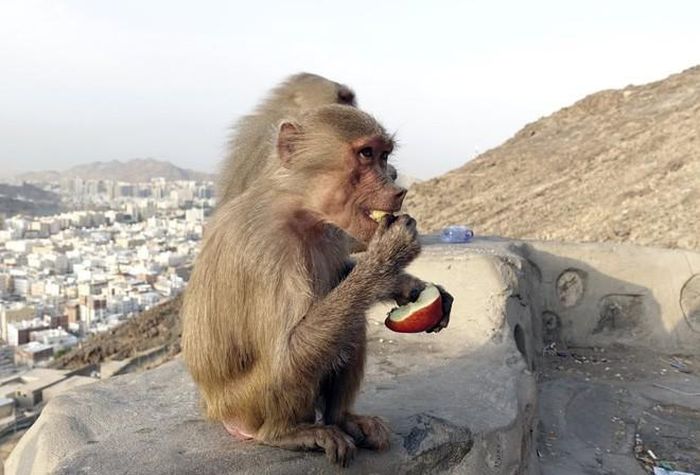 Khỉ ăn trái cây do người Hồi giáo hành hương cho nó trên núi Jabal al-Nour ở thành phố Hejaz, Ả-rập Saudi. (Nguồn Guardian)