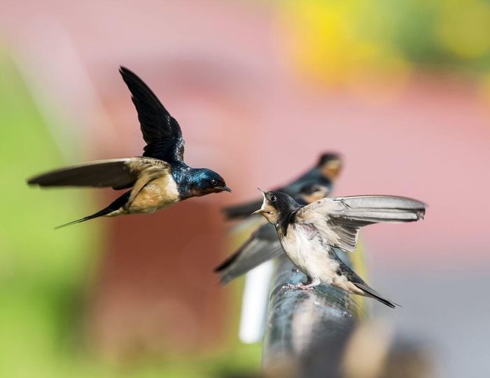 Chim én cho chim non ăn tại thành phố Cáp Nhĩ Tân, Trung Quốc. (Nguồn Guardian)