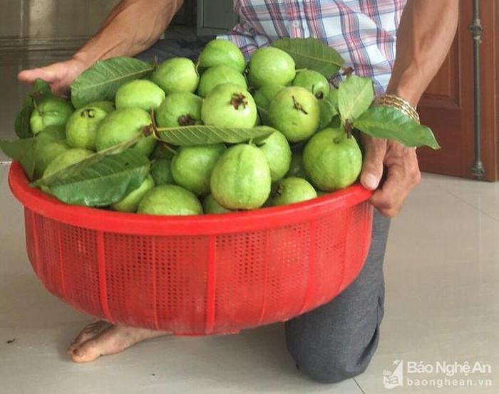 Ổi lê Đài Loan quả to, thơm, ngọt. Ảnh: Lê Ngọc Phương