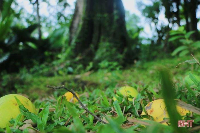 Vào mùa, thị chín rụng nhiều quanh gốc, tạo nên khung cảnh yên bình chốn thôn quê.