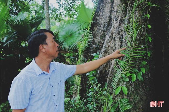 Chủ tịch UBND xã Sơn Phúc - Nguyễn Xuân Linh cho biết: “Vào năm 1425, khi cuộc khởi nghĩa Lam Sơn chống giặc Minh gặp khó khăn, Lê Lợi đã quyết định kéo quân di chuyển vào vùng đất Đỗ Gia (tức Hương Sơn, Hà Tĩnh ngày nay) để lập căn cứ. Biết tin thủ lĩnh nghĩa quân Cốc Sơn Nguyễn Tuấn Thiện đang đứng lên khởi nghĩa ở vùng núi Hương Sơn, Lê Lợi đã tìm đến chiêu quân, kết nghĩa anh em. Sau đó cả hai cùng giết ngựa trắng, cắt tóc ăn thề dưới gốc thị cổ, thể hiện quyết tâm đồng lòng cùng nhau đánh giặc ngoại xâm”.