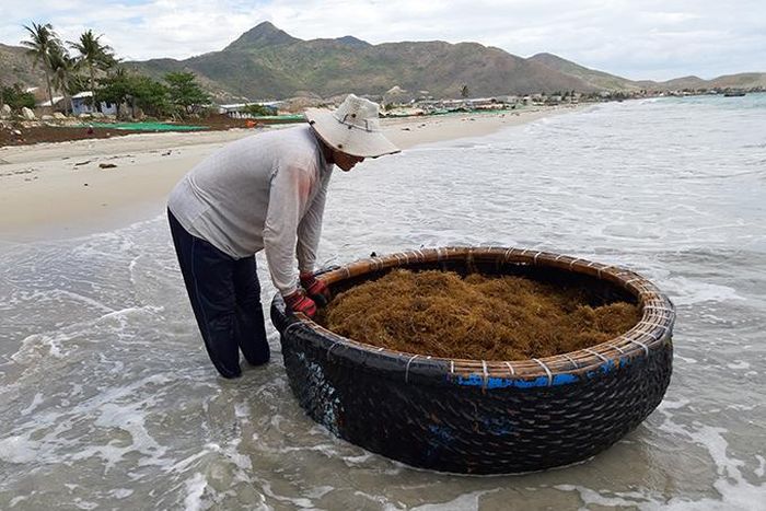 Người dân tăng bo rong từ thuyền vào bờ bằng thúng chai.