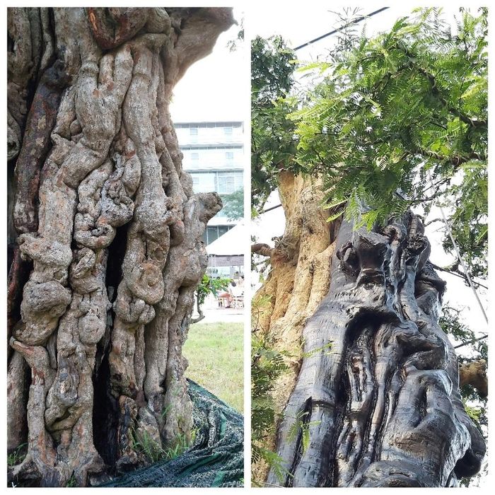  Cây me hàng trăm tuổi này cho ra hoa, trái liên tục. Đã có người trả giá mua cây nhưng thấp hơn mức 2 tỷ nên chủ nhân chưa bán. (Ảnh: Vietnamnet) 