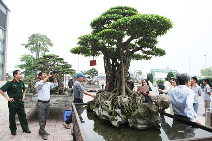  Năm 2010, trong dịp Đại lễ 1.000 năm Thăng Long - Hà Nội, cây sanh cổ thụ được giới chuyên môn xếp vào “tứ kỳ mộc” của đất ngàn năm văn vật. (Ảnh: VOV). 
