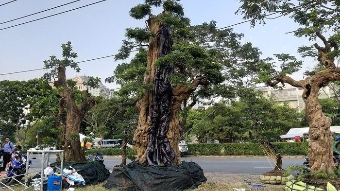  Theo anh Phong, để vận chuyển từ Tiền Giang lên Hội hoa xuân, anh phải thuê xe cẩu loại 12 tấn chuyên chở. (Ảnh: Vietnamnet) 