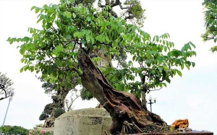  Theo Người đưa tin, đầu năm 2018 chậu bonsai sưa đỏ này (của một nhà vườn ở Đồng Nai) được định giá 1,4 tỷ đồng. (Ảnh: Người đưa tin) 