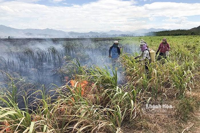  60ha mía ở Ninh Xuân và Ninh Thân bị thiêu rụi. 