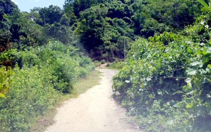 Cỏ mọc lấn ra đường Cáp Trạng.