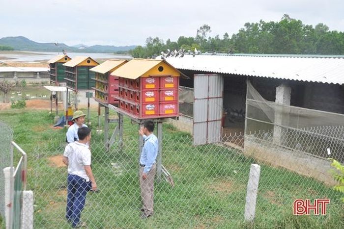 Mô hình kinh tế của ông Ngụ được quy hoạch bài bản, phát huy giá trị cao.