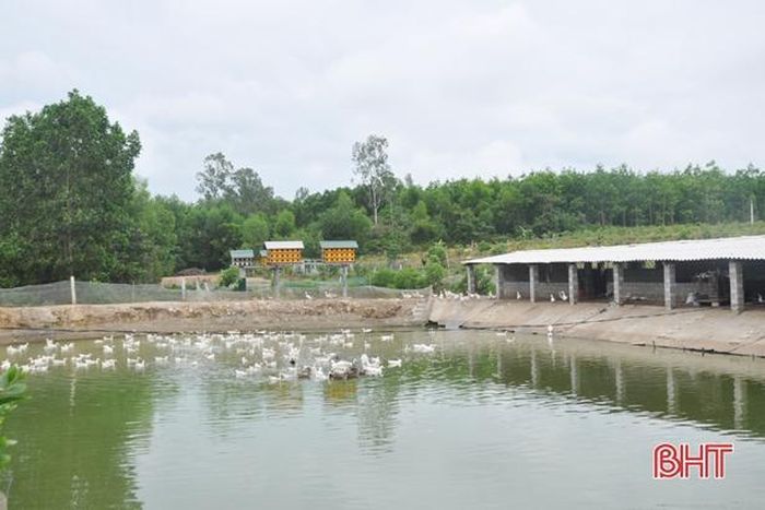Ngoài nuôi cá, ông Ngụ thả 3.000 con vịt đẻ và 300 con ngan, góp phần mang về nguồn thu khá.