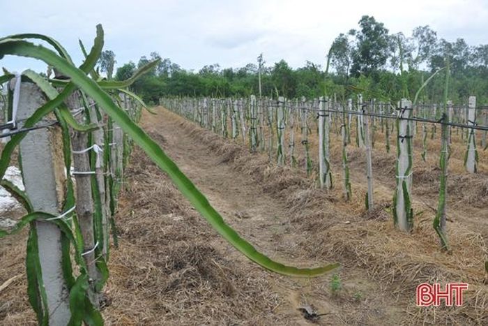 1.200 cây thanh long phát triển tốt nhờ kỹ thuật chăm sóc tỉ mẩn, khoa học