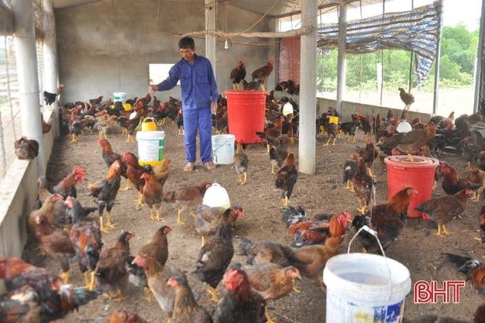 3 chuồng nuôi quy mô 300 con gà đẻ trứng và 5.000 con gà thịt gối vụ nhau.