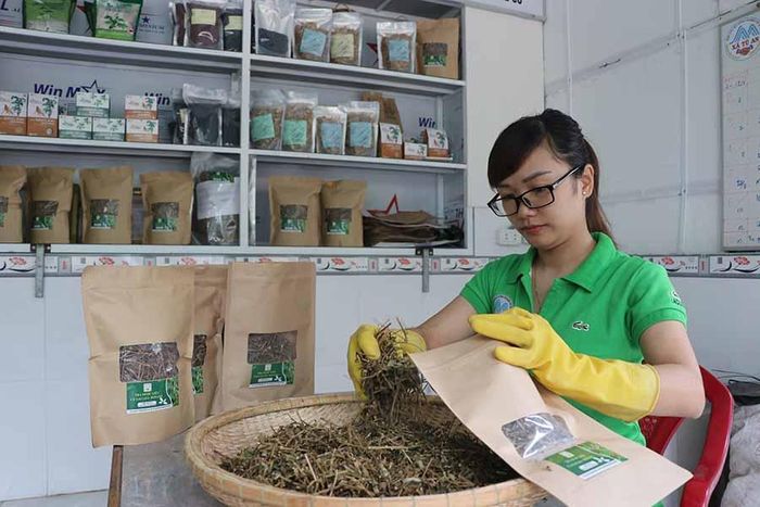 Thành viên HTX Nông nghiệp Tú An 1 đóng gói cà gai leo để giao khách hàng. Ảnh: N.M