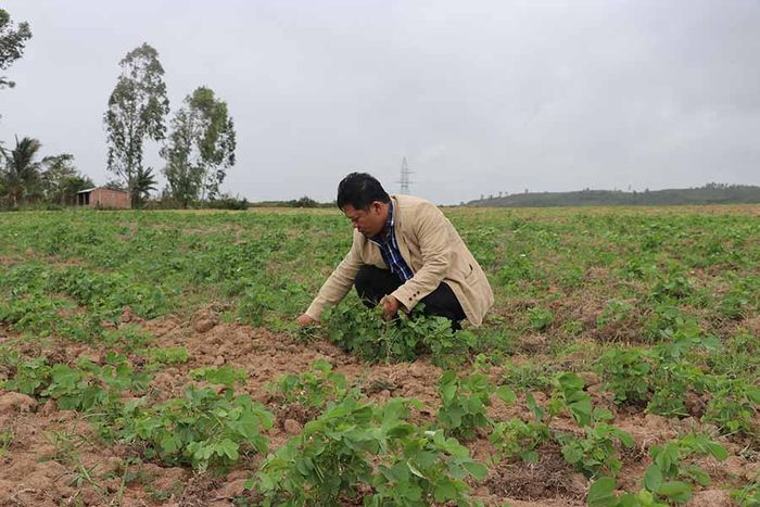 HTX Nông nghiệp Tú An 1 đang trồng 5 ha cây thảo quyết minh một trong những loại thảo dược làm trà cà gai leo túi lọc. Ảnh: Ngọc Minh
