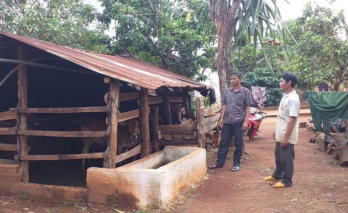 Ông Kpuih Boong (trái) đi thăm một hộ trong làng đã làm chuồng cho đàn gia súc. Ảnh: N.H