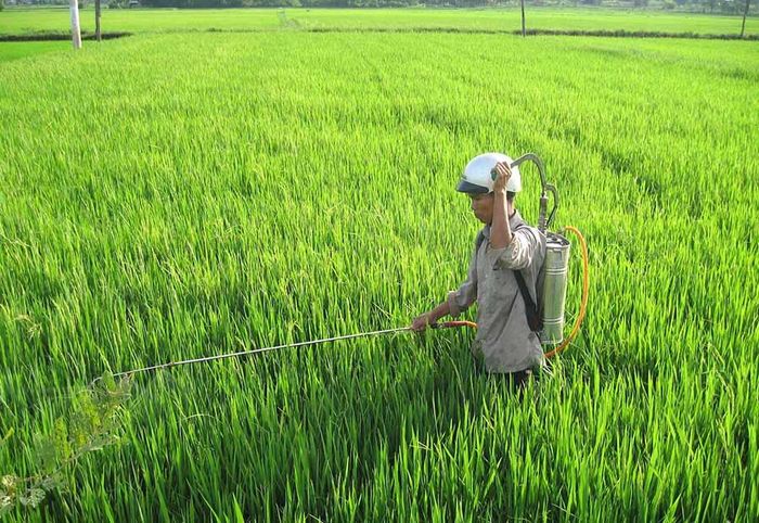 Phun thuốc diệt trừ sâu bệnh cho lúa. Ảnh: T.Đ