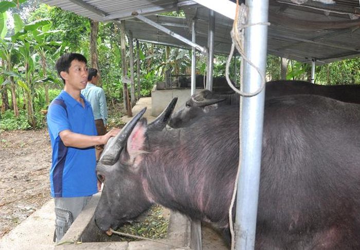 Anh Đặng Văn Lâm, thôn Nà Cọn, xã Thổ Bình (Lâm Bình) chăm sóc đàn trâu.