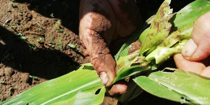 Đọt ngô bị nhiễm sâu keo mùa thu. Ảnh: Mai Giang