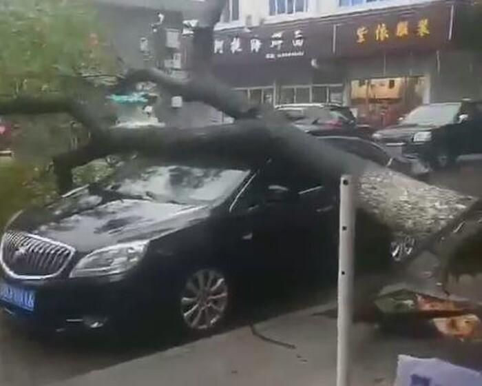 Một chiếc xe ô tô bị cây đổ đè lên ở thành phố Tượng Sơn, tỉnh Chiết Giang.