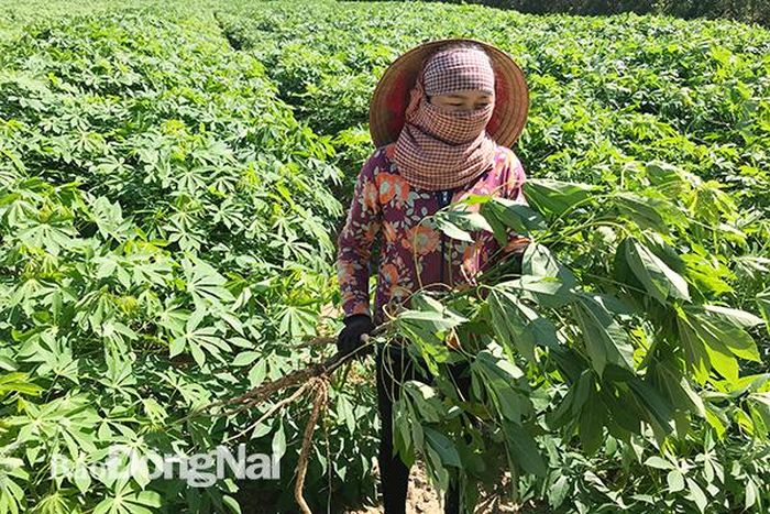 Nông dân xã Xuân Hòa (huyện Xuân Lộc) lo lắng vì dịch khảm lá mì có nguy cơ bùng phát trở lại. Ảnh: B.Nguyên Nông dân tại TP. Long Khánh chặt bỏ vườn tiêu bị dịch bệnh.