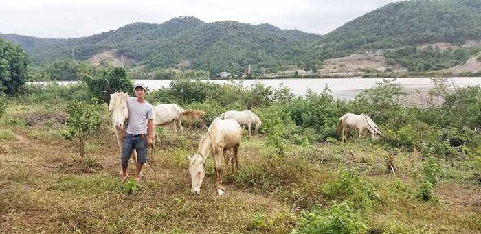 Anh Nguyễn Văn Hậu bên đàn ngựa bạch được nuôi thả trong môi trường tự nhiên. Ảnh: C.H