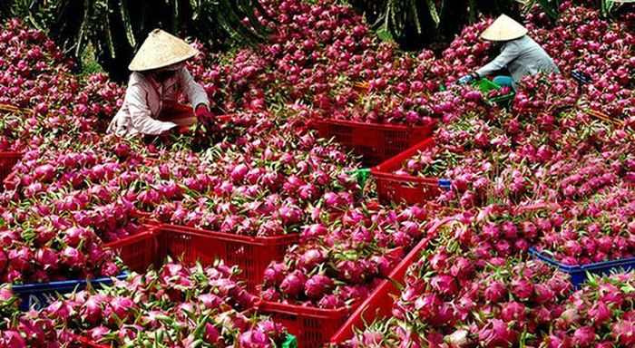 Cần phải tập trung cho bài toán xuất khẩu nông sản.