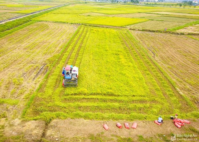 Thu hoạch lúa trên cánh đồng xã Kim Liên (Nam Đàn). Ảnh: Trung Hà