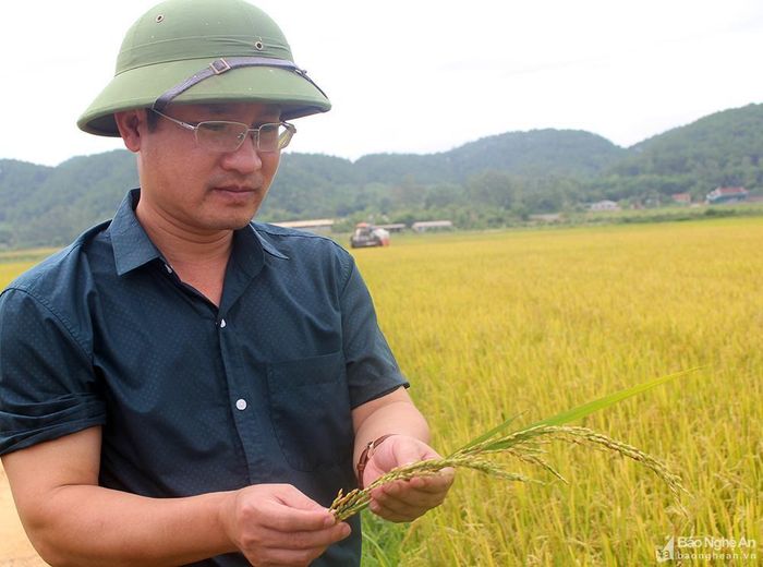 Bông lúa hè thu bị khô, hạt lép. Ảnh: Phú Hương