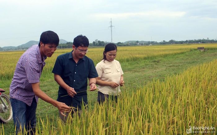 Nhiều ruộng lúa ở xã Nghi Văn (Nghi Lộc) chín rất đẹp nhưng năng suất chỉ đạt 70 - 90 kg/sào. Ảnh: Phú Hương
