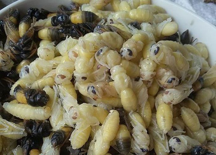 Nhộng ong không chỉ ngon mà con rất bổ.