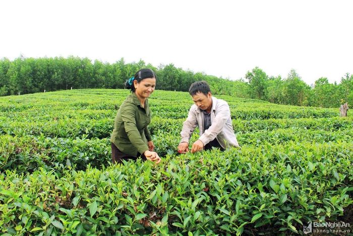 Người dân khu tái định cư bản Kim Liên (xã Ngọc Lâm, Thanh Chương) phát triển cây chè hàng hóa. Ảnh minh họa
